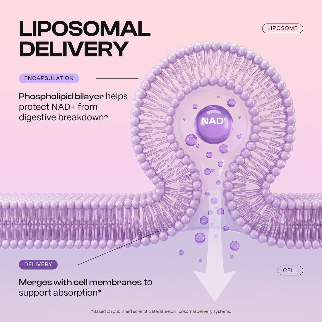 How liposomal delivery works