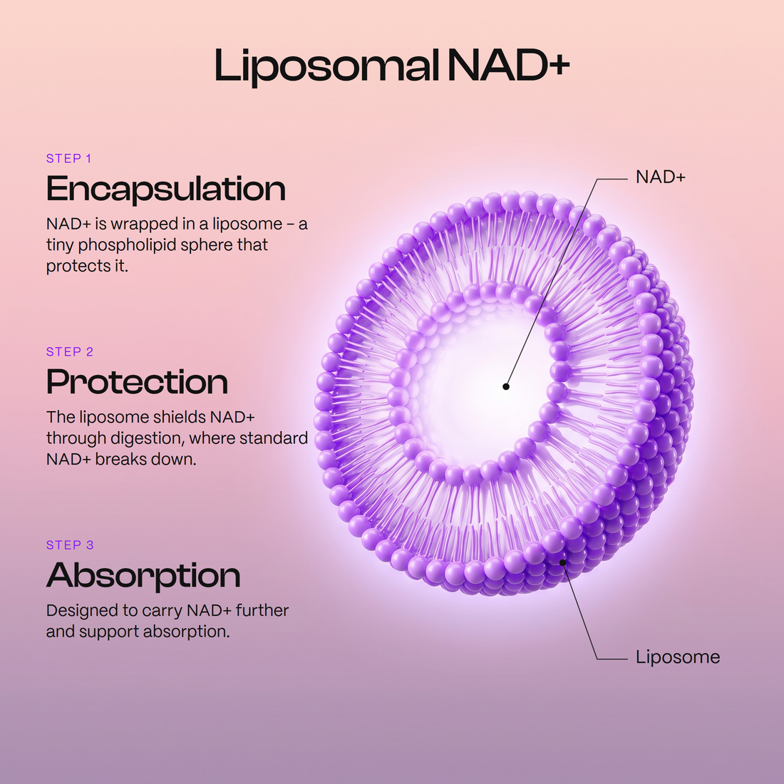 Liposomal NAD+ in three steps: encapsulation, protection, absorption
